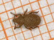 Thumbnail 372602 A