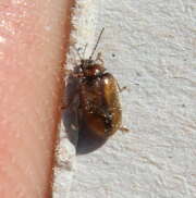Thumbnail 372610 A