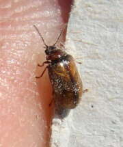 Thumbnail 372610 B