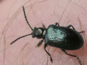Thumbnail 372612 A