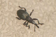 Thumbnail 372762 B