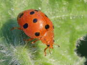 Thumbnail 372851 B