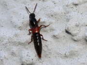 Thumbnail 372901 B