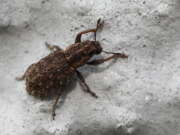 Thumbnail 372903 B