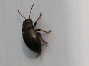 Thumbnail 372904 B