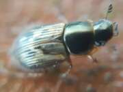 Thumbnail 372931 B