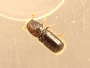 Thumbnail 372977 B