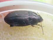 Thumbnail 372982 B