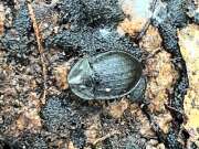 Thumbnail 373006 A