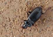 Thumbnail 373007 B