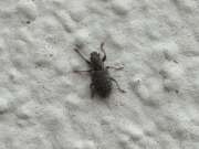 Thumbnail 373166 A