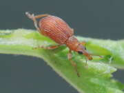 Thumbnail 373167 B