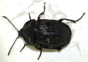 Thumbnail 373175 B