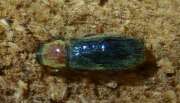 Thumbnail 373182 A