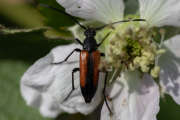 Thumbnail 373189 A