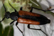 Thumbnail 373189 B