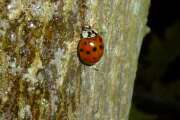 Thumbnail 373245 A