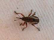 Thumbnail 373317 B