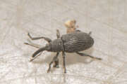 Thumbnail 373326 A