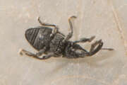 Thumbnail 373326 B