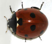 Thumbnail 373343 B