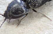 Thumbnail 373412 C