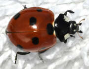 Thumbnail 373460 B