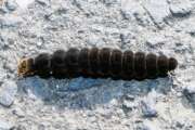 Thumbnail 373470 B