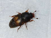 Thumbnail 373621 A