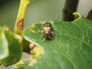 Thumbnail 373705 A