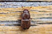 Thumbnail 373708 A