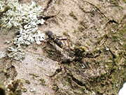 Thumbnail 373710 A