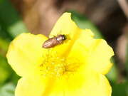 Thumbnail 373718 A