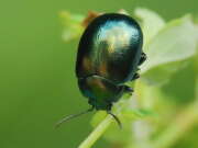 Thumbnail 373749 B