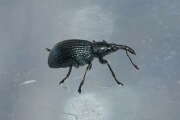 Thumbnail 373756 B