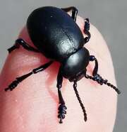 Thumbnail 373801 B