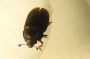 Thumbnail 373814 A