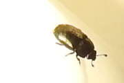 Thumbnail 373814 C