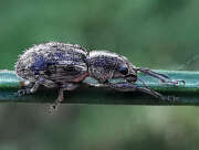 Thumbnail 373816 B