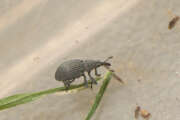 Thumbnail 373874 B