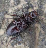 Thumbnail 373905 B