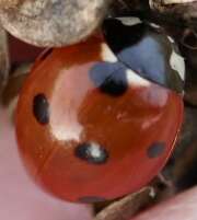 Thumbnail 373908 A