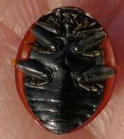 Thumbnail 373908 B
