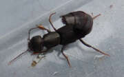 Thumbnail 373917 A