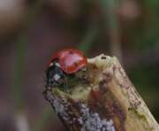 Thumbnail 373927 B