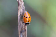 Thumbnail 373942 B