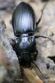Thumbnail 374002 B