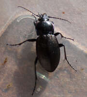 Thumbnail 374003 A