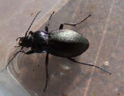 Thumbnail 374003 B