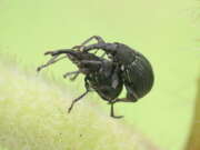 Thumbnail 374007 B